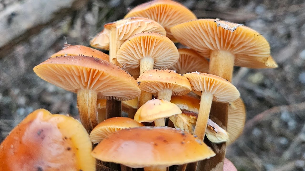 Ghebe de iarnă/Picior de catifea/Flammulina velutipes
