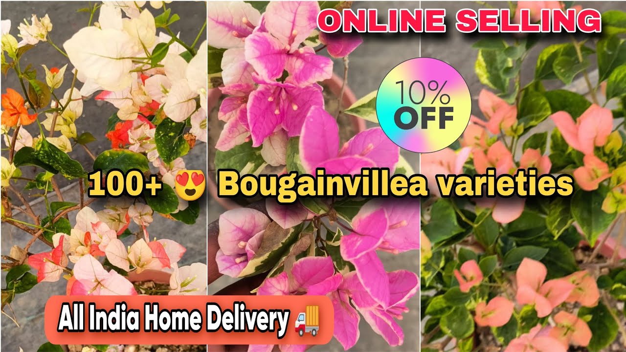 🔴 TOP 10 MOST 😍 EXCLUSIVE BOUGAINVILLEA VARIETIES AVAILABLE// Online SELLING// very low price 