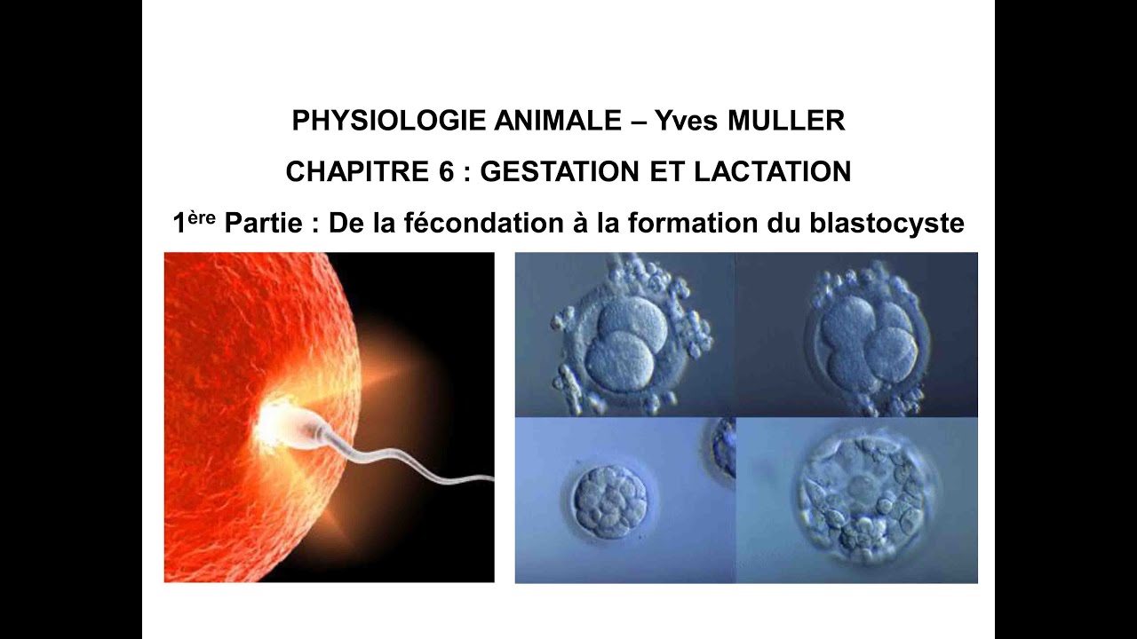 Chapitre 6-1 De la fécondation à la formation du blastocyste