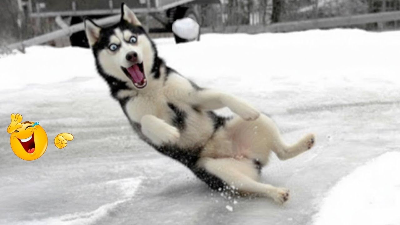 You Will Die Laughing At These Dogs 😹🐶 NEW Funniest Dogs Video 2026