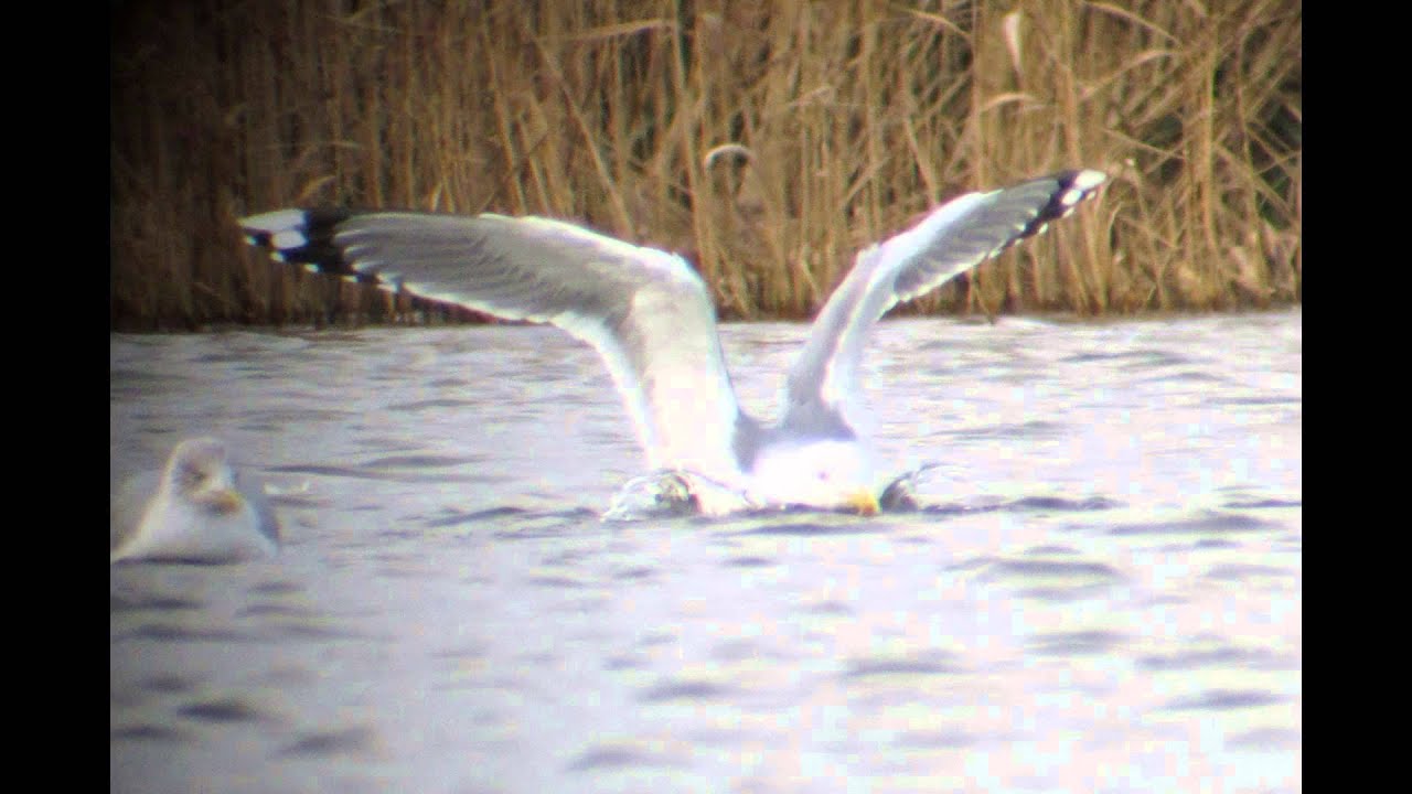 Adult Caspian Gull