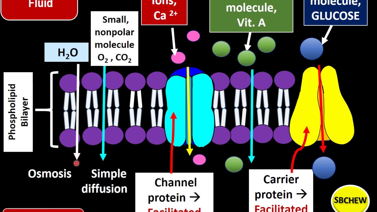 Biology F4  (3.2) (1) Characteristics Of Substances Moving Across Plasma Membrane#kssm #igcse #spm