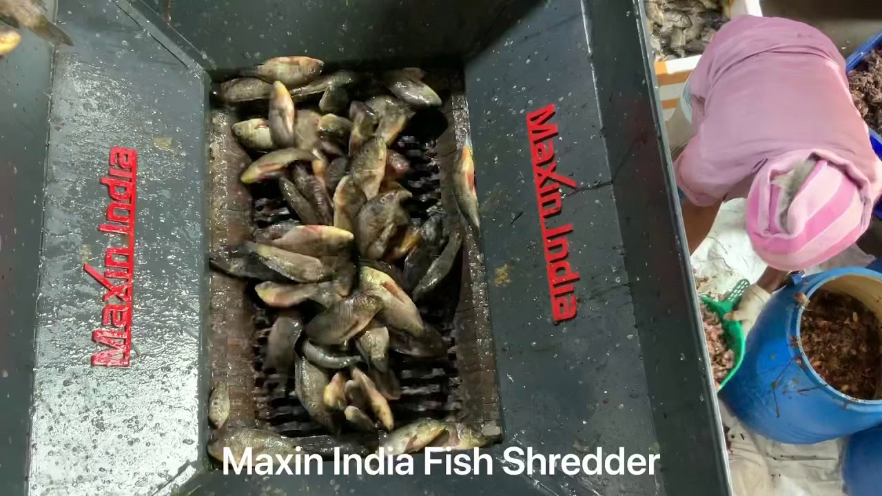 Fish Head waste Shredder, Fish Crusher, Fish Head Grinding, Shredding Fish Head, #Fishwasteshredder,