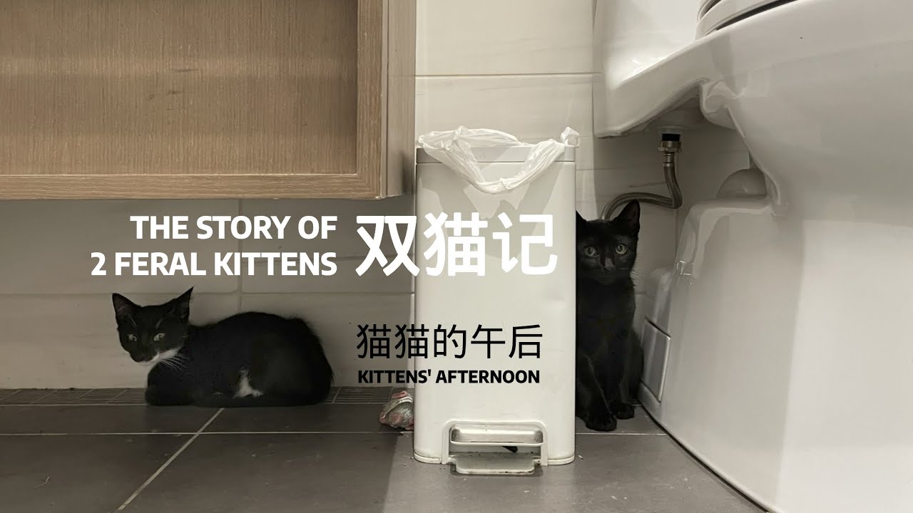 A New York Vlog | 双猫记 ｜the story of two feral kittens | 流浪猫救助 | 流浪猫驯养 | socialize feral kittens