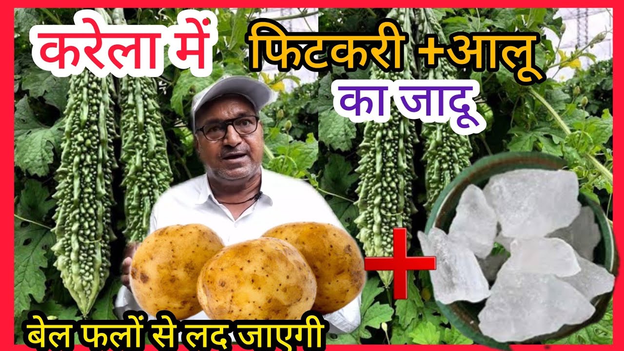करेला के पौधे में फिटकरी और आलू का जादू: सिर्फ इसे एक बार डालिए। पौधा फलों से लदा रहेगा
