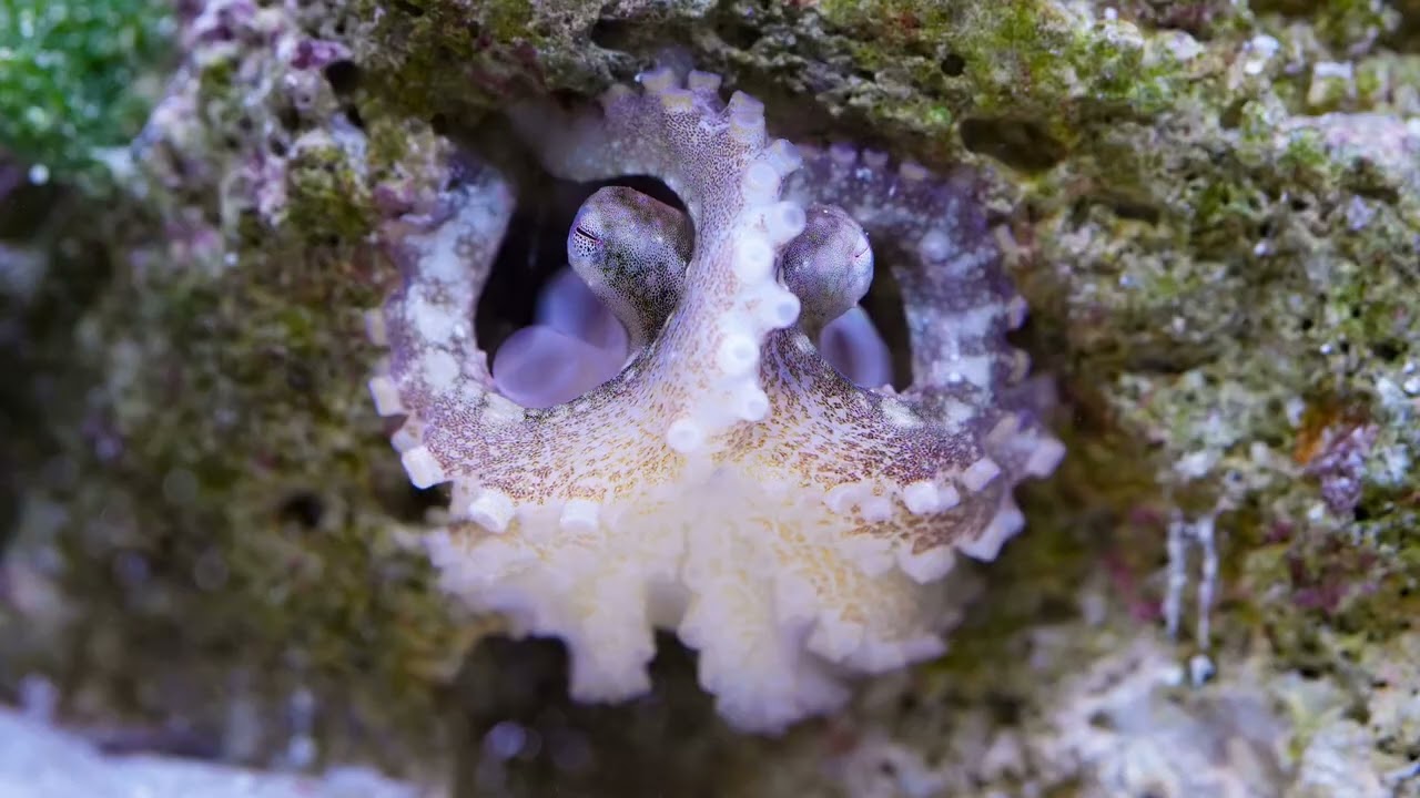 Settling in!  Bimac octopus #1 gets comfy