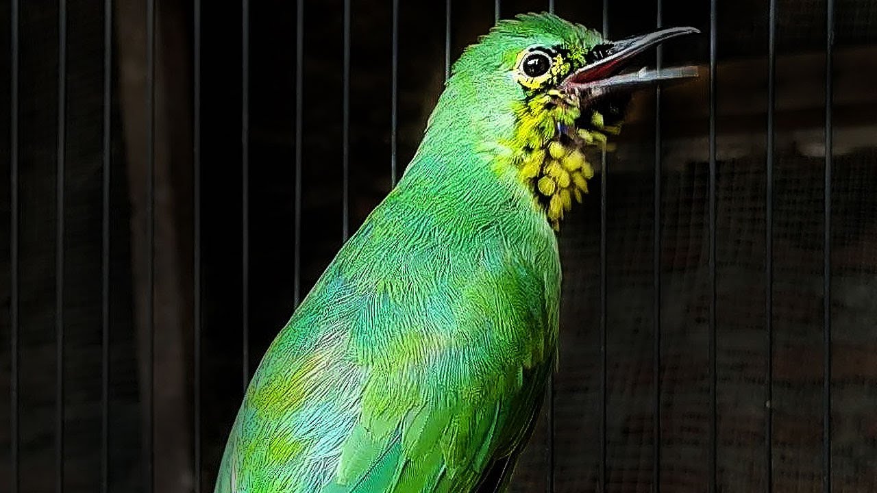 CUCAK IJO TROTOLAN gacor mantap untuk pancingan bunyi CUCAK IJO TARUNG JAMTROK