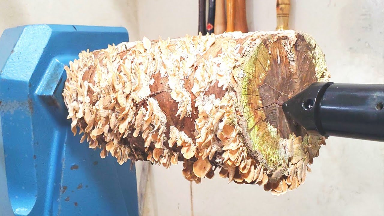 Woodturning - Mushroom Log to Goblet 【木工旋盤】キノコが生えた枝からグラス