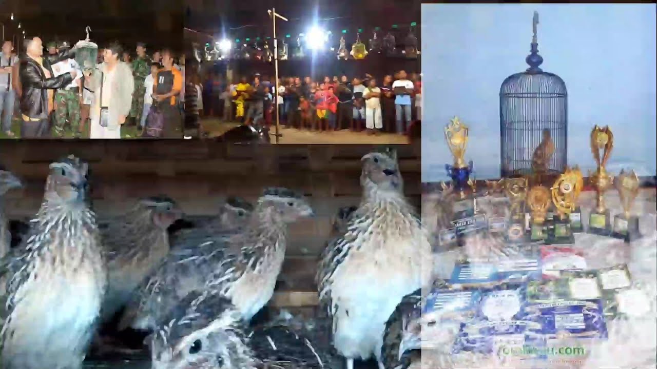masteran burung puyuh juara suara doble volume nyentrik