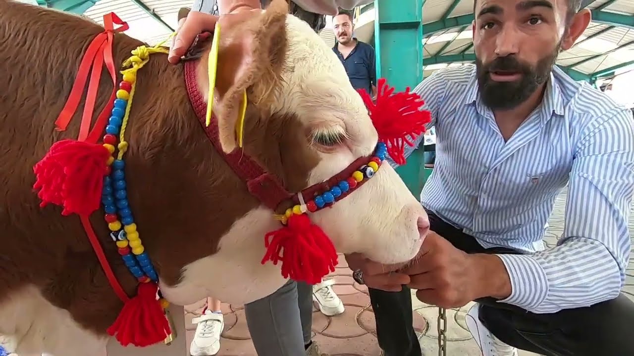 En güzel Buzağı 🐄 kuzu 🐑ve sarımsak 🧄yarışması #taşköprü #sarımsak #festival