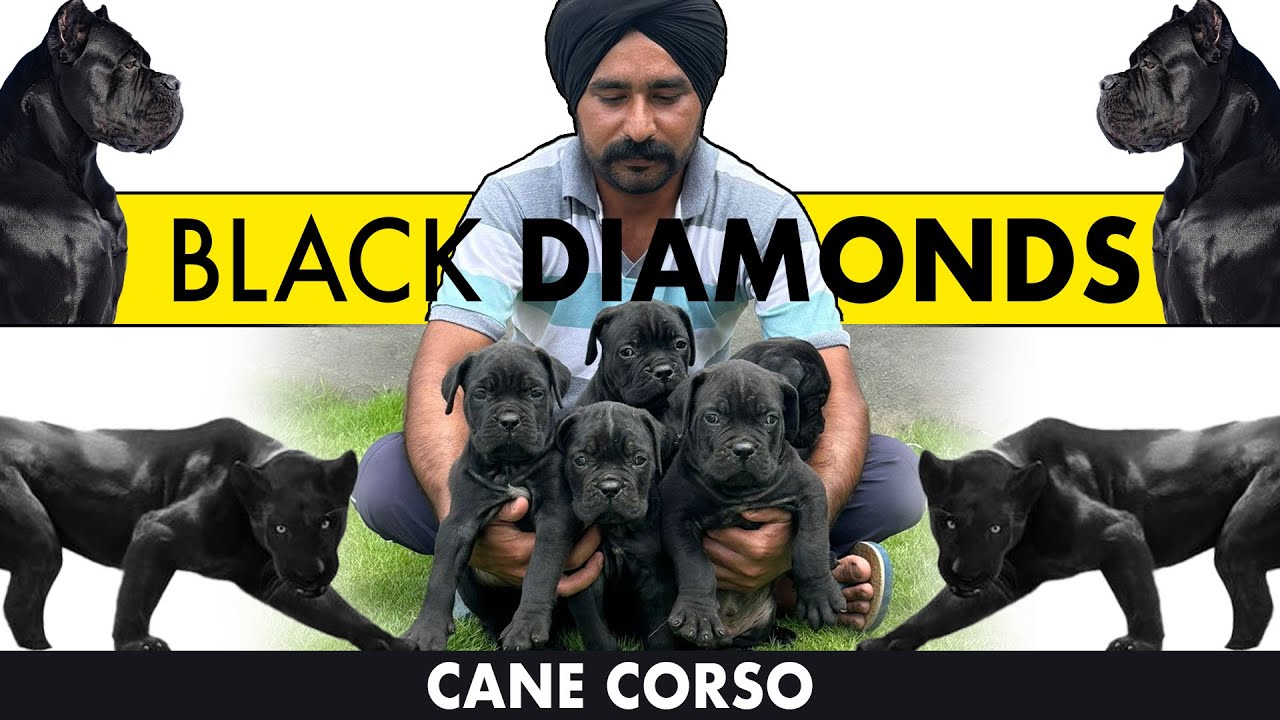 💎 Large, Loyal & Muscular CANE CORSO, Beware of this gentle giant! Cane Corso are Black Diamonds 💎