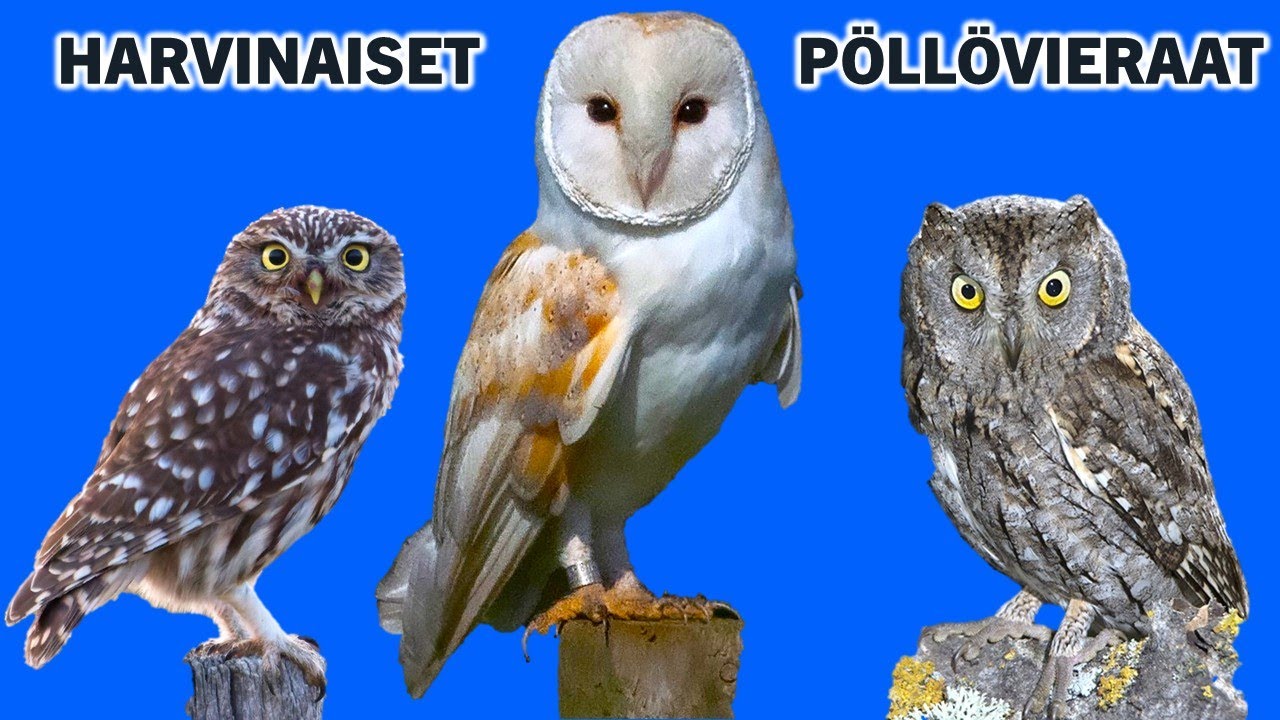 Suomen harvinaiset pöllövieraat