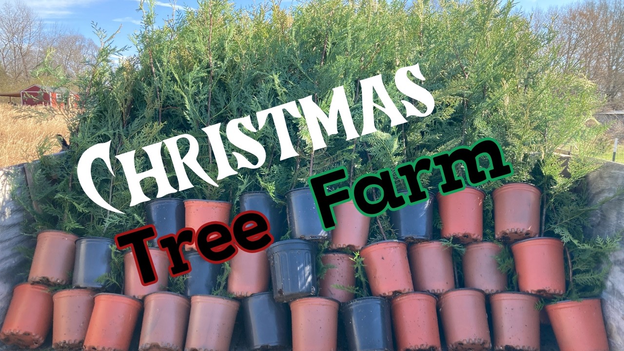 Behind the Scenes: Making Money Hauling Christmas Trees!!