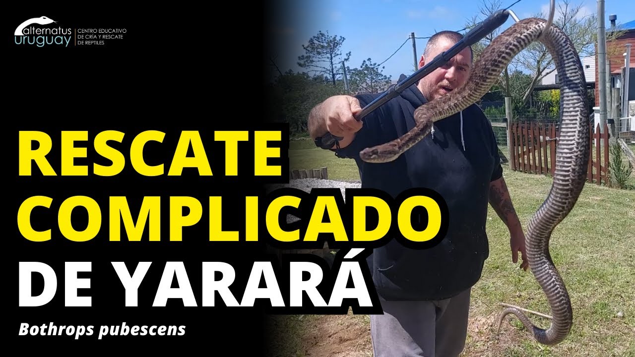 Rescate de Yara/Yarará en cuneta de Punta Colorada | Bothrops pubescens