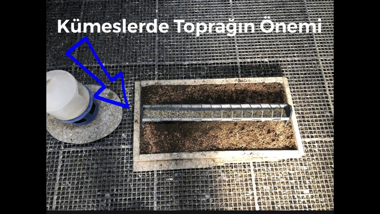 Güvercin Kümesinde Toprak Olmalı Mı - Güvercin Kümesine Toprak Koyduk.