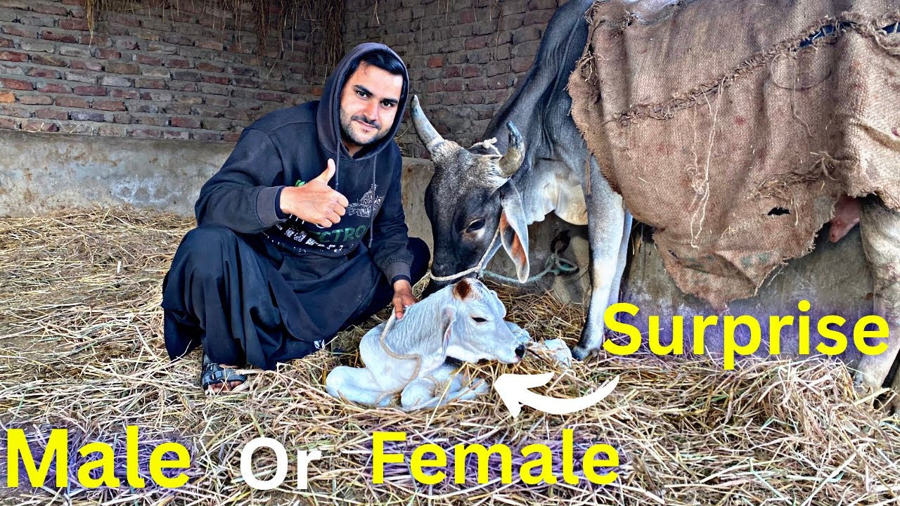 ||Surprise||Hmari Cow Ny Bacha De Diya🐄