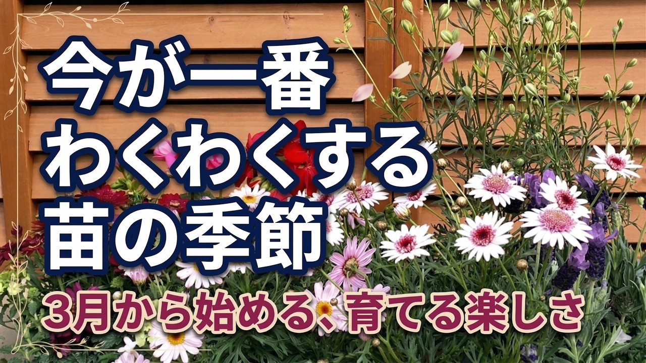 【ガーデニング】注目の人気品種購入！今が最高の苗の季節！植えて育てる！３月がはじめ時！フラワーガーデン泉・ユアサ園芸・群馬県・gardening