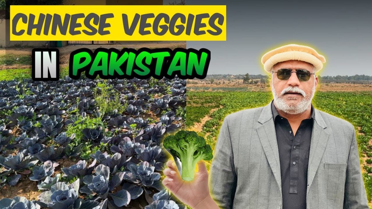 Pakistan Main Chinese Salad Farm | Fresh Broccoli & Imported Sabziyan Ki Zabardast Fasal 🥦🌱