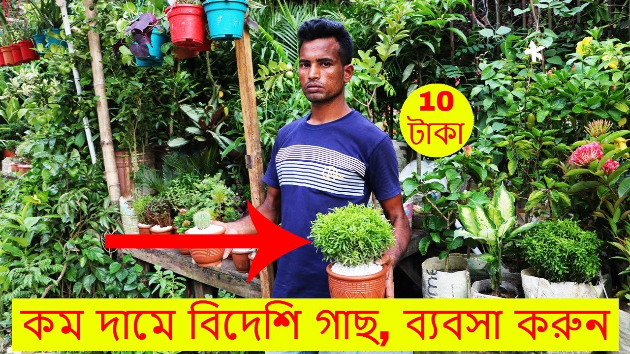কম দামে সুন্দর সুন্দর বিদেশি গাছ কিনুন | Tree price in Bangladesh | Dhaka Vlogs