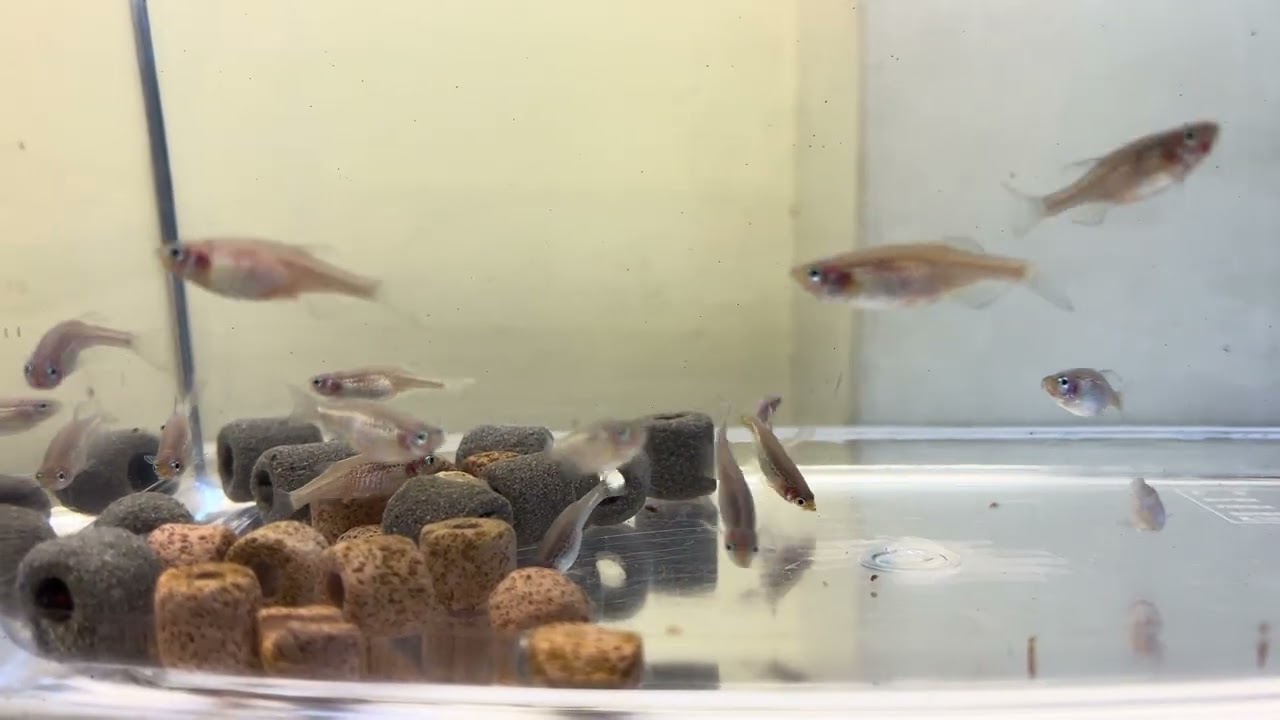 260210-1-班馬魚示範缸平平安安