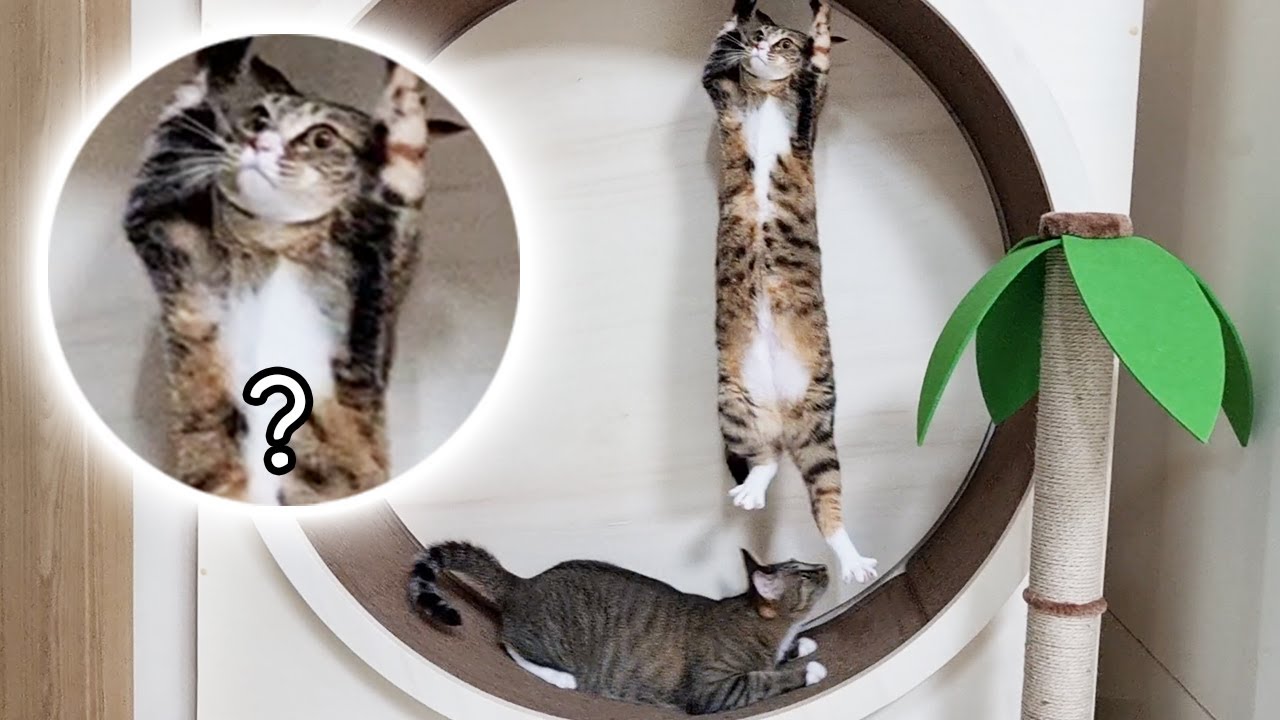 캣휠 쟁탈전, 고양이 남매에게 캣휠을 사주면 생기는 일 ㅋㅋ