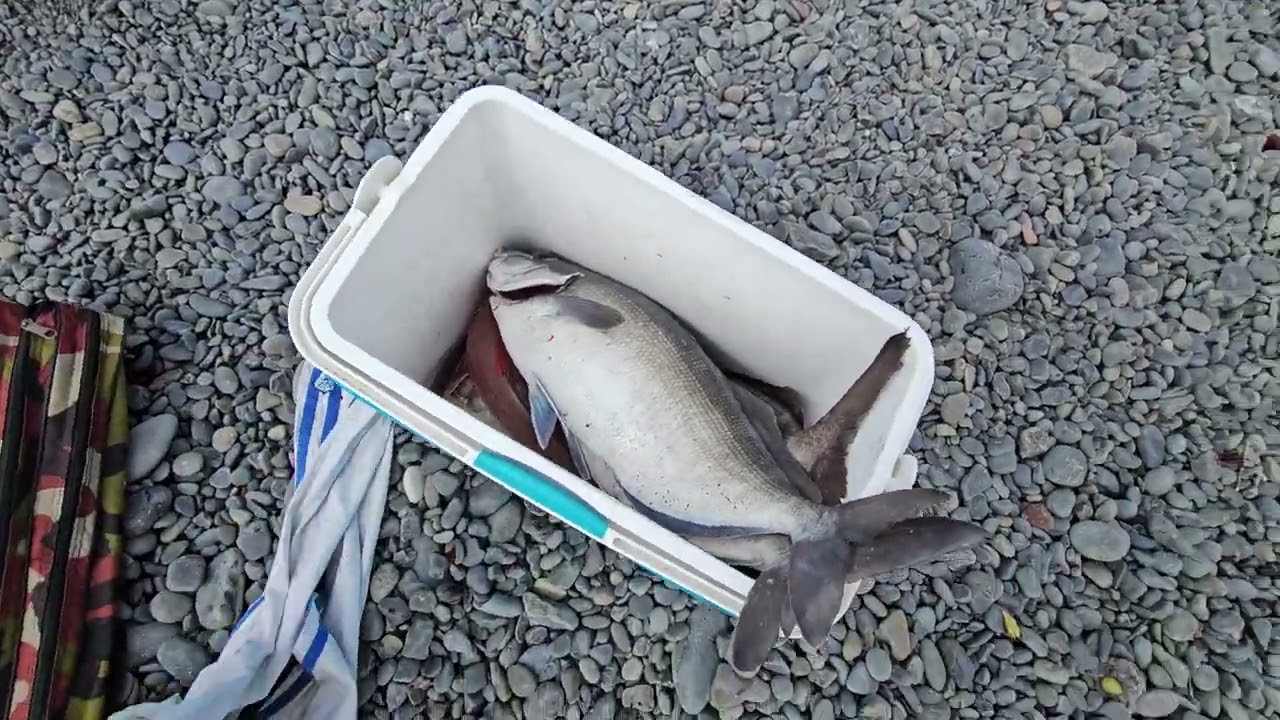 Kaikoura Fishing day 2  Blue Moki landed  60cm