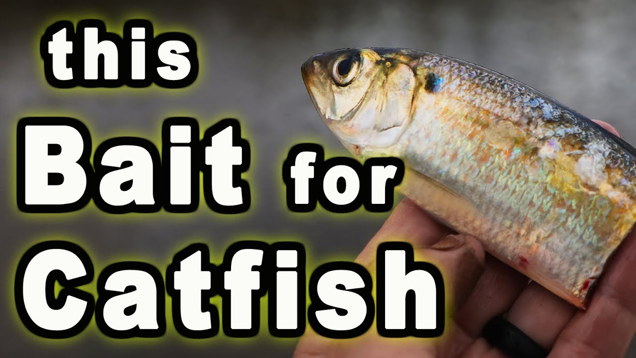 Testing a New Cut Bait for Catfish Bait