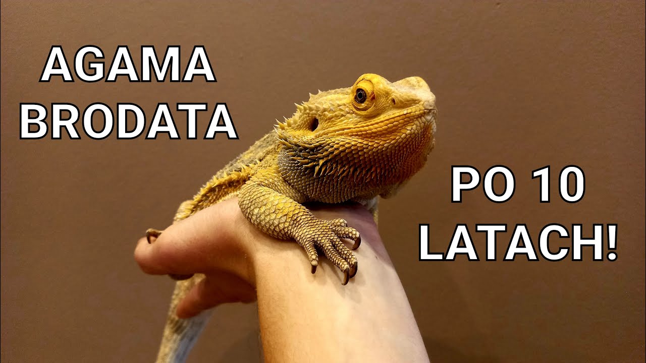 Agama brodata - moje przemyślenia po 10 LATACH!