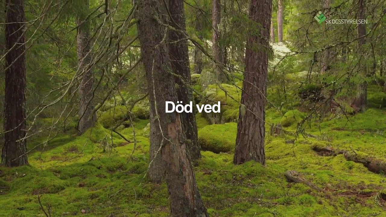 Miljöhänsyn: Död ved (26)