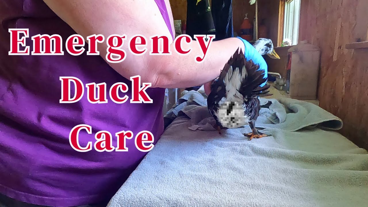Duck Health Crisis: Fixing a Prolapsed Vent Fast
