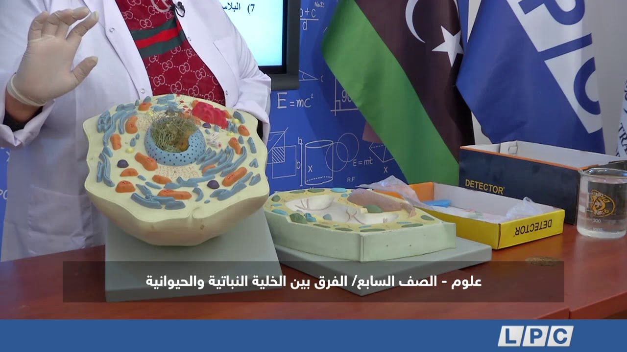 علوم الصف السابع | الفرق بين الخلية الحيوانية والنباتية