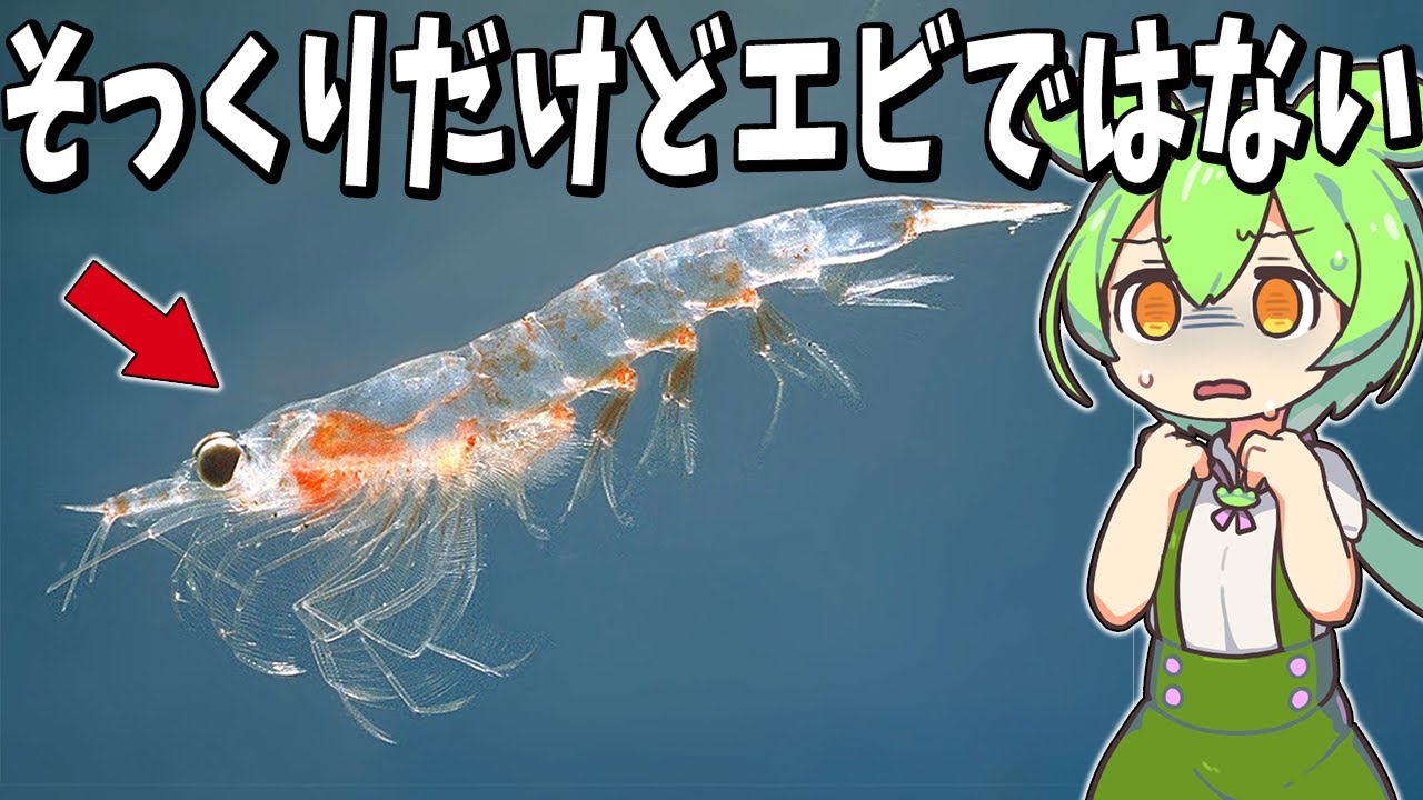 【オキアミの生態の謎】クジラが食べるとオキアミが増えるオキアミのパラドックスとは！？【ずんだもん解説】