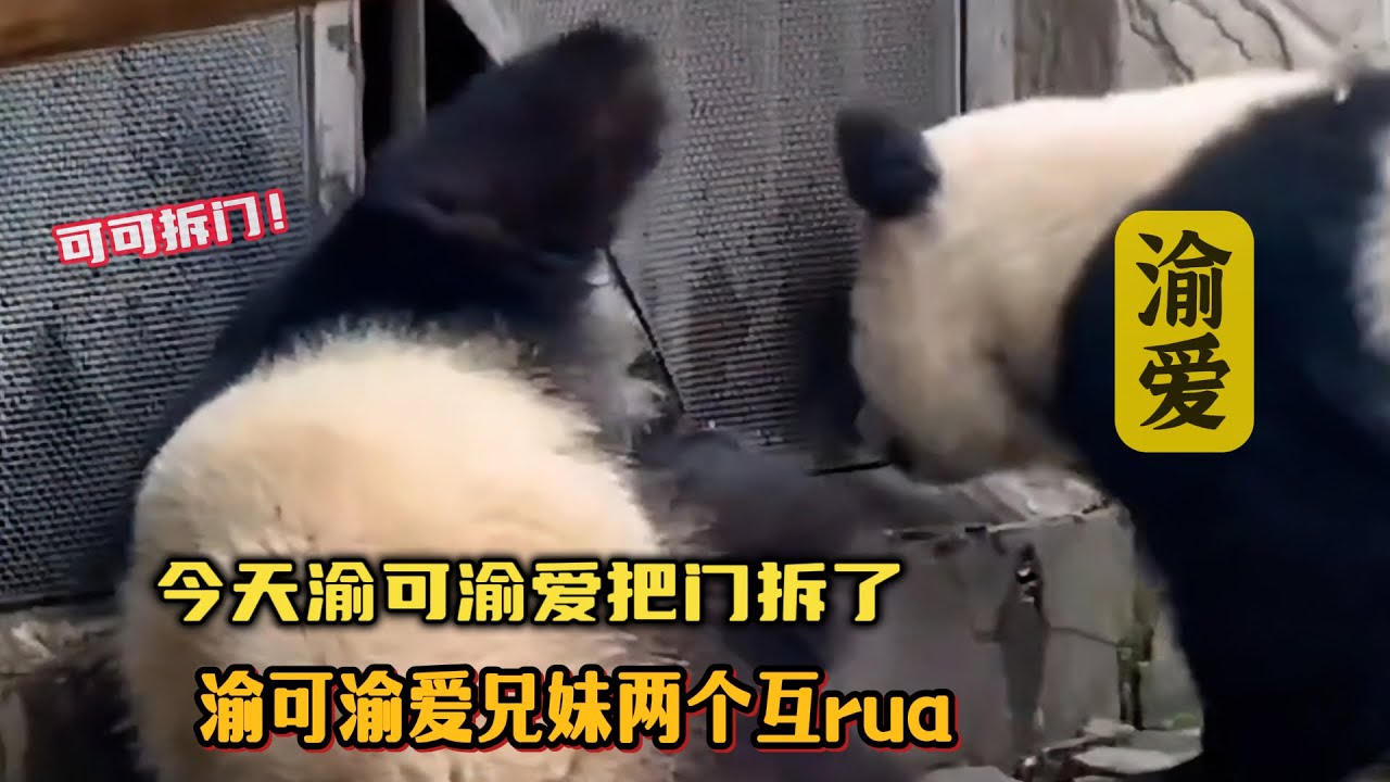 今天上午，渝可渝爱把门拆了，活力满满的渝可渝爱兄妹两个互rua