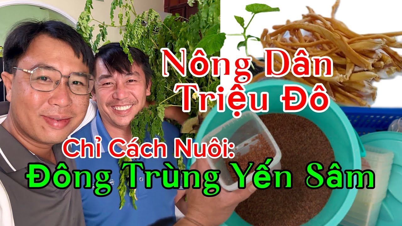Nông Dân Triệu Đô - Chỉ Cách Nuôi Đông Trùng Yến Sâm