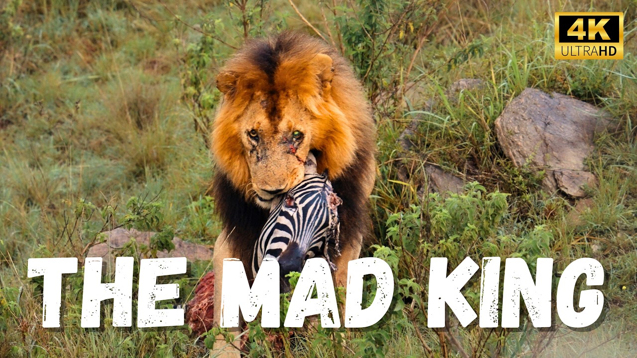 Masai Mara | The Mad King & The Hippo Wars | Kenya Safari 4K