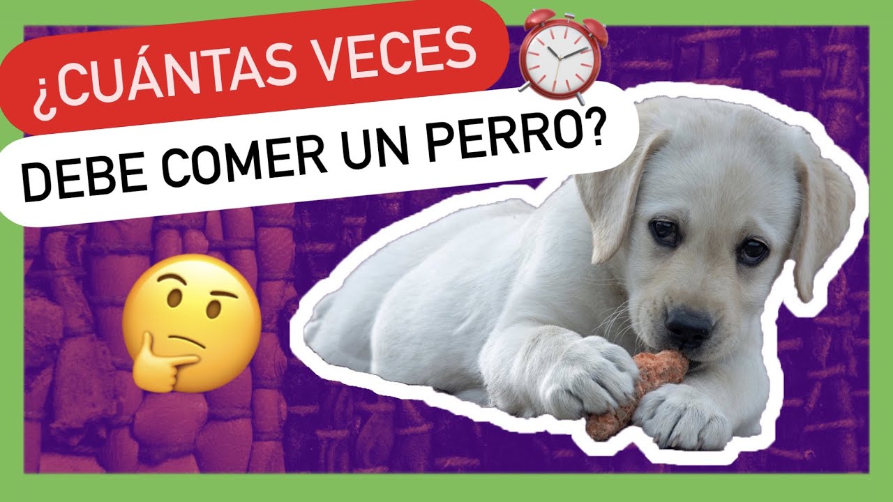 NUNCA ❌ LE DES DE COMER A UN PERRO ANTES DE... 😱 - El MOMENTO PERFECTO para ALIMENTARLO 🤯
