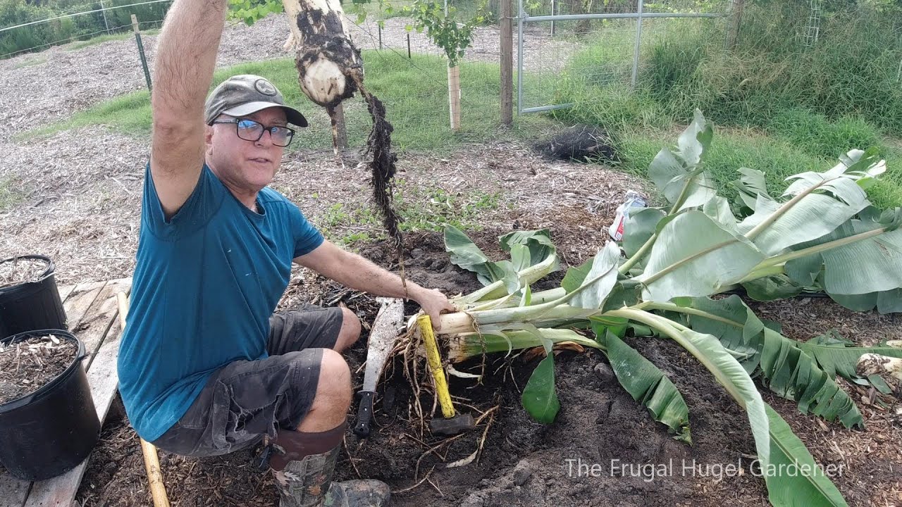 Mishap, Separating and Potting Blue Java Banana Plant Suckers / Pups (Part 3)