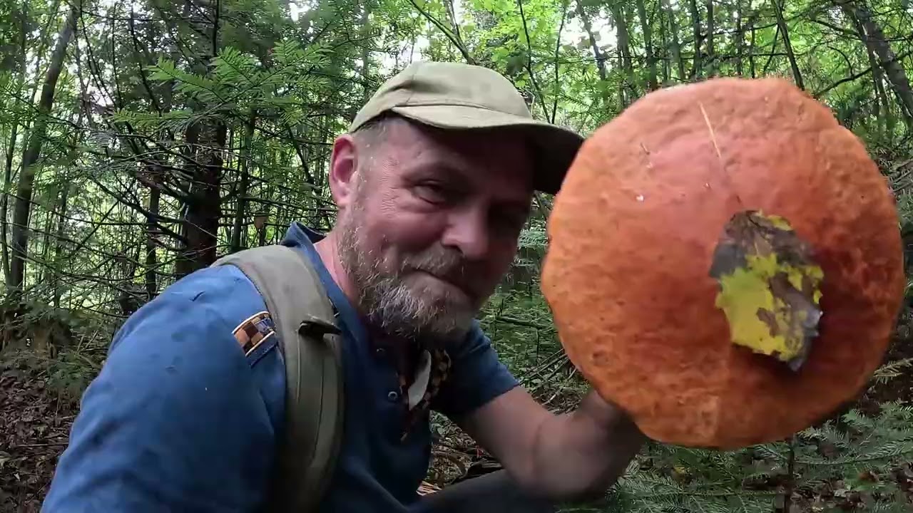 ОЦЕ ГРИБЯРА! 13.09 Тішать ЗНАХІДКИ🌧️Дощики йдуть ГРИБИ РОСТУТЬ!