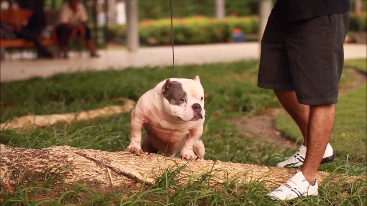 EXOTIC BULLY WHITE MIAGI OF ASIA MR.OGGY