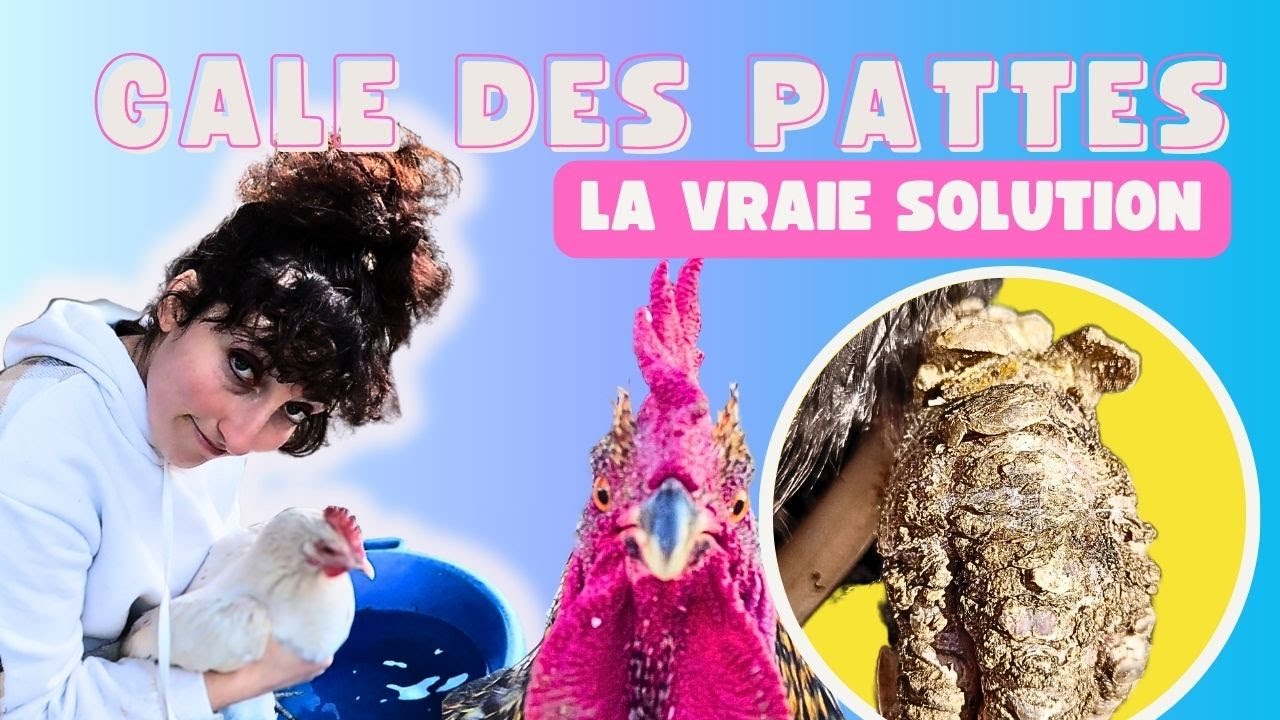 GALE DES PATTES POULES, Traitement SIMPLE, RAPIDE et EFFICACE avec Blanca ma Cocotte