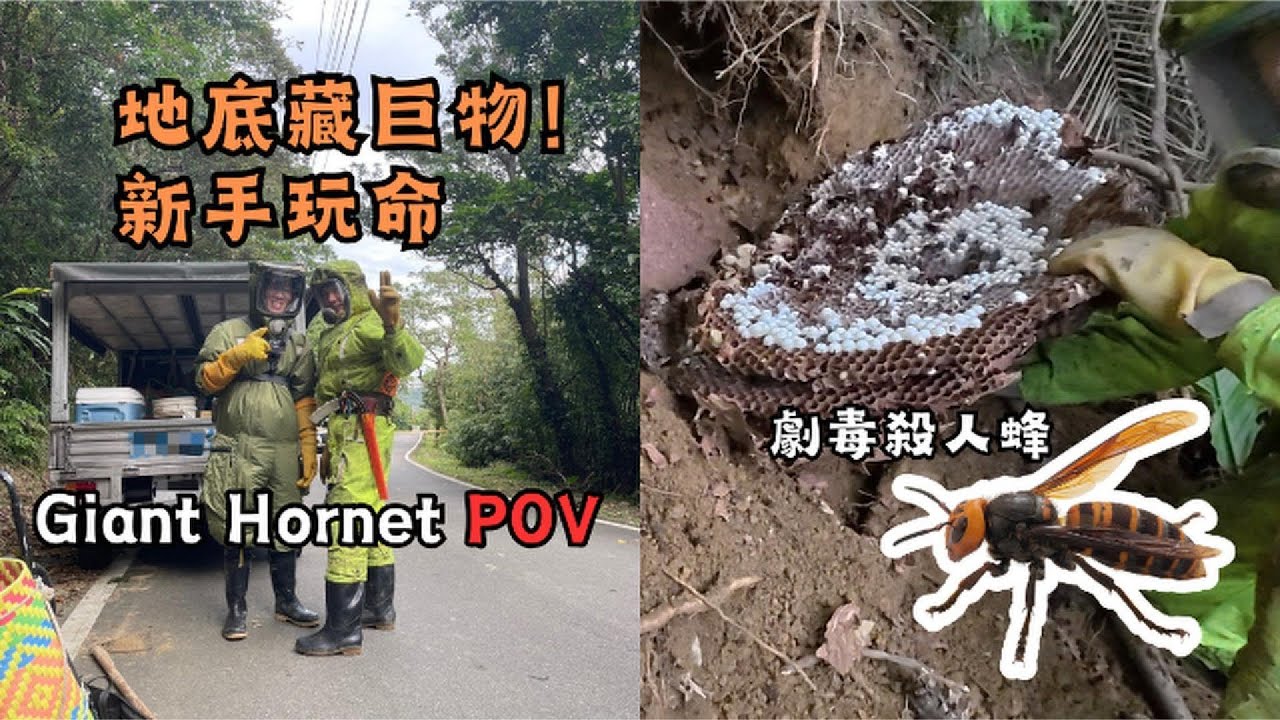 生死一瞬間！新手挑戰挖「劇毒殺人蜂」，地底巨巢挖開瞬間頭皮發麻！I Dug Up a DEADLY Giant Hornet Nest! (Dangerous First Person POV)