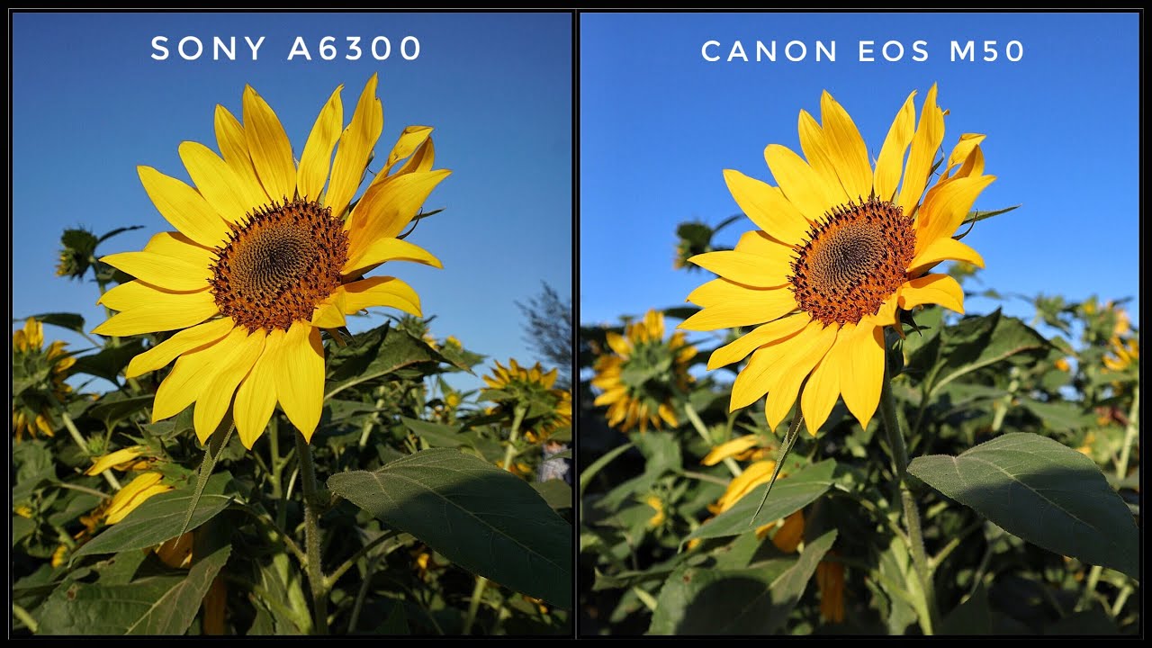 Review Kamera Canon Eos M50 VS Sony a6300 Ternyata Bagus Yang Ini...