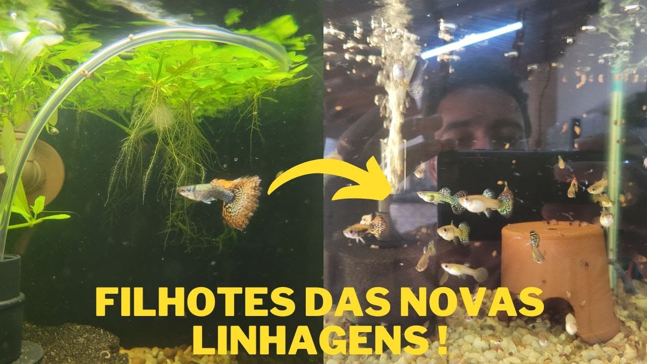 SEPARANDO FILHOTES DAS NOVAS LINHAGENS E MAIS !