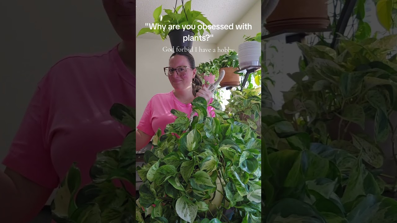 🪴🌞👋🏻 #plants #houseplants #plantmom #indoorplants #trending #indoorplants #indoorjungles #pothos