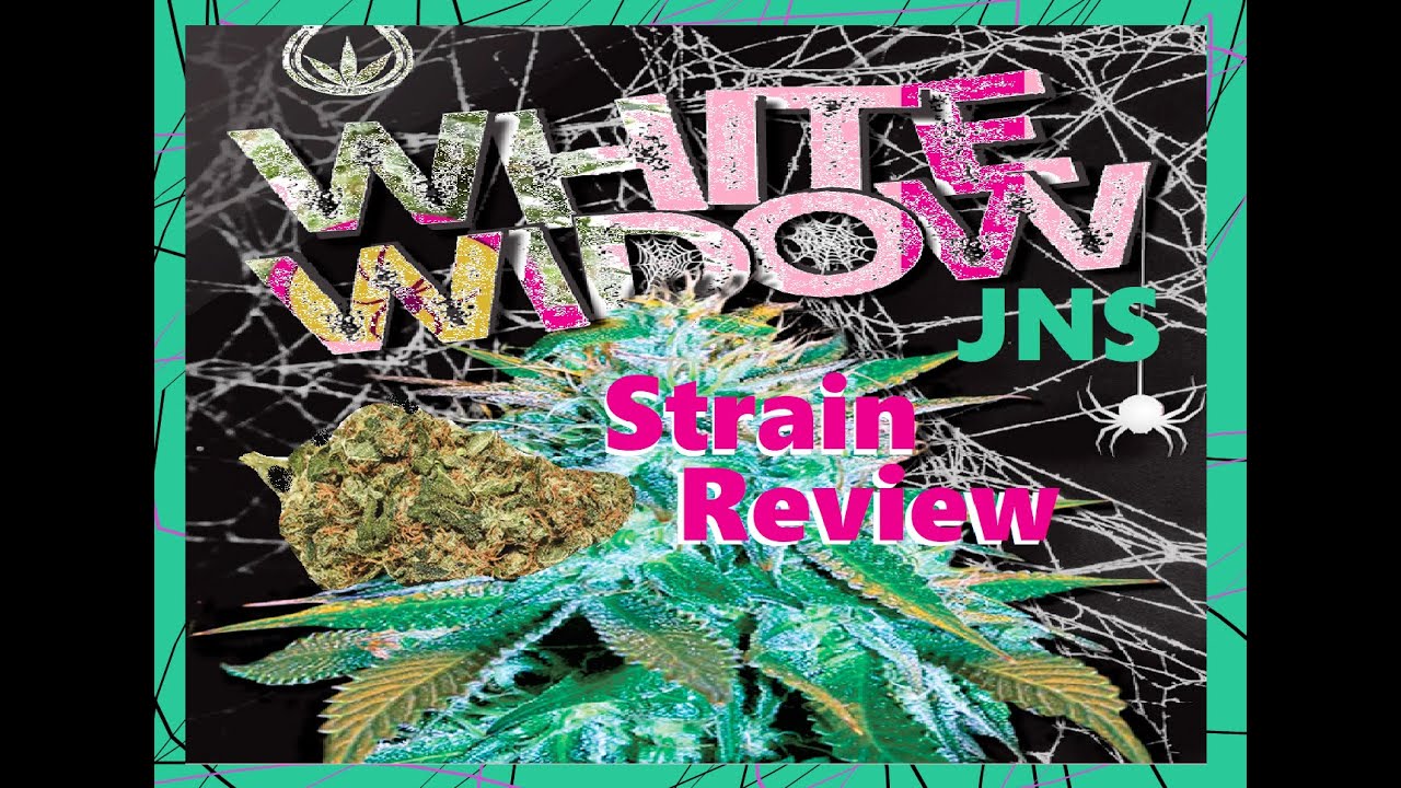White Widow Kush Strain Cannabis Strain Review #whitewidow #KushStrain #strainreview