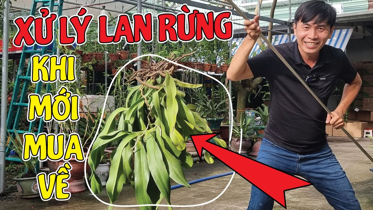 Cách Xử Lý Lan Rừng Khi Mới Mua Về Mà Người Mới Chơi Lan Nên Biết | #MêLanTV