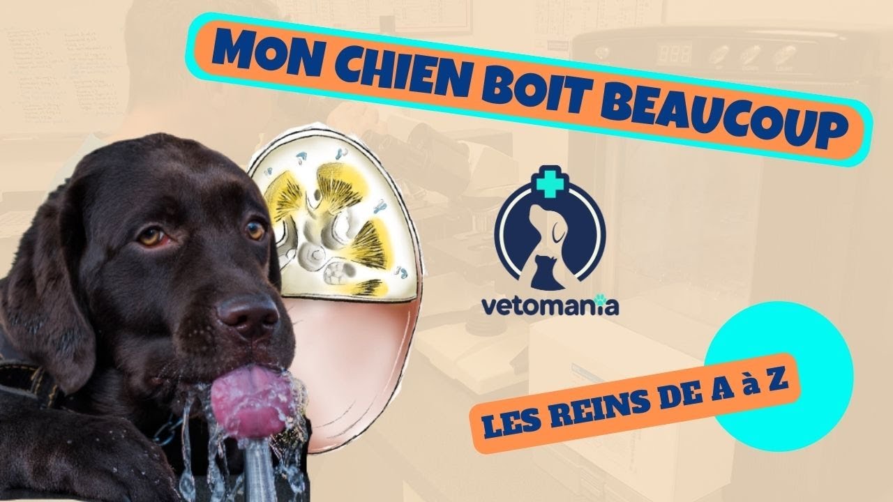 MON CHIEN BOIT BEAUCOUP: LES REINS DE A à Z