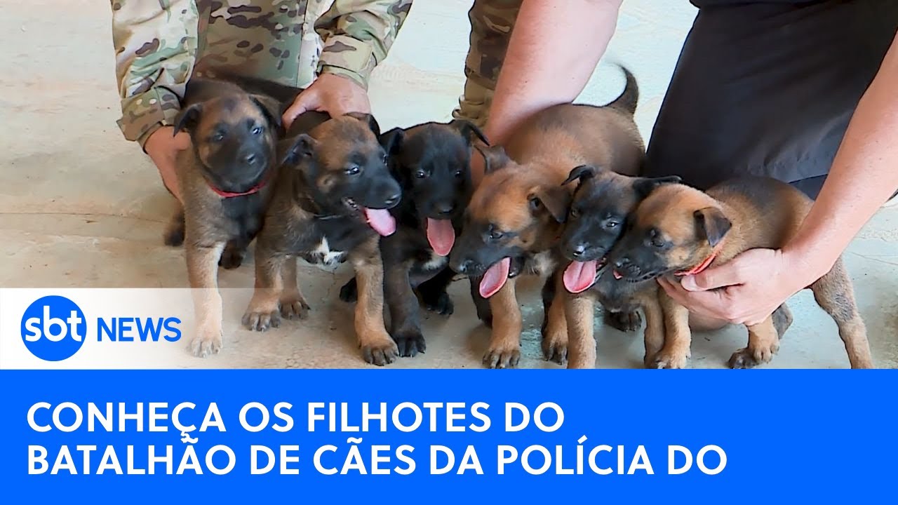 Conheça os filhotes do batalhão de cães da polícia do DF #cães