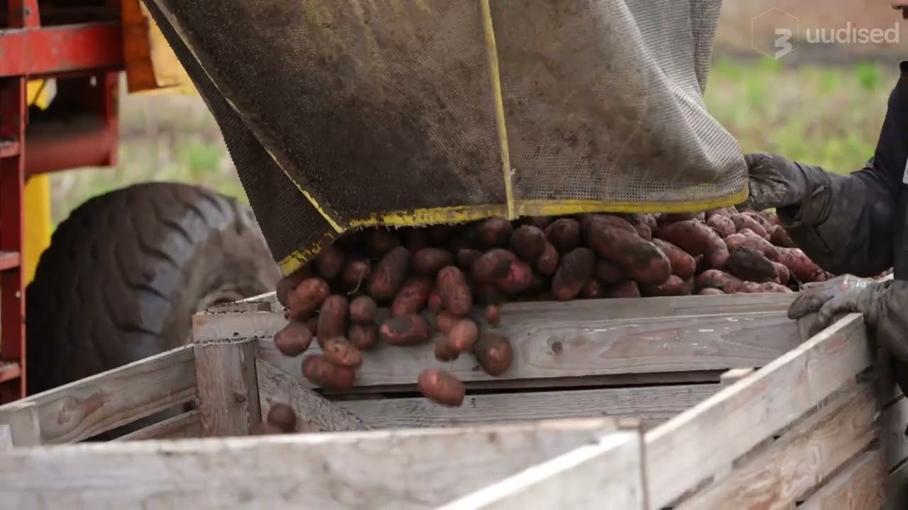 TV3 uudised: kas Eesti p&otilde;llud toodavad piisavalt kartulit v&otilde;i tulevad naabrid meile appi?