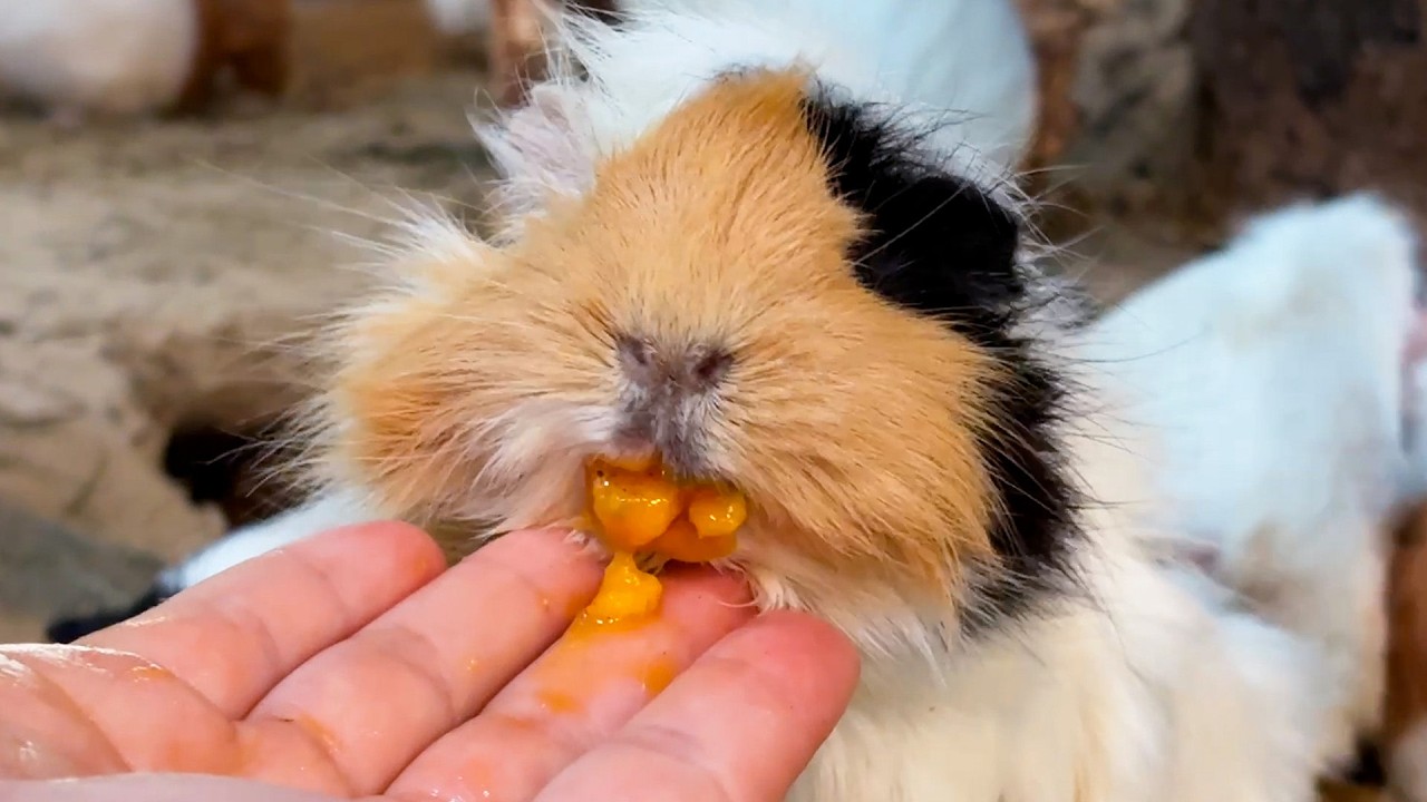 美味しすぎるエサを急いで食べすぎてお口がパンパンになっちゃったモルモットはこちらですww
